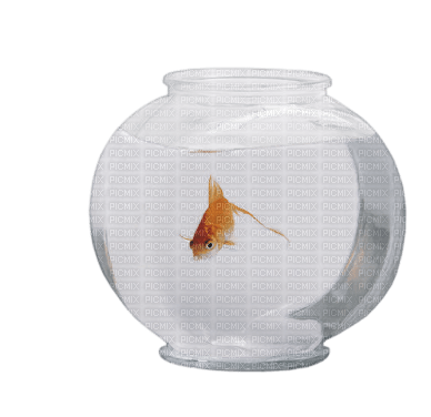 tube animaux aquarium - besplatni png