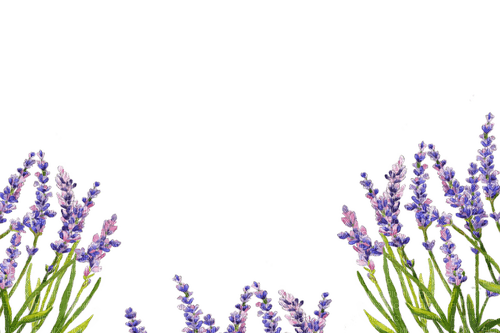 Lavender - bezmaksas png
