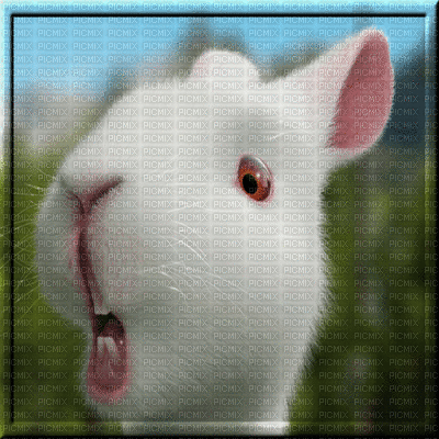 funny bunny - Gratis animeret GIF