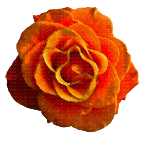 ,orange rose,orange, painted - png gratis
