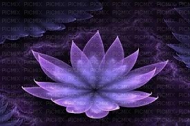 lotus mauve - ücretsiz png