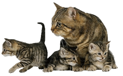 chats - Gratis geanimeerde GIF