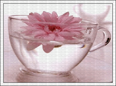 Tea Flower - GIF animasi gratis