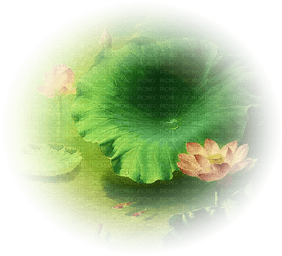 chantalmi fleur verte fleuille nénuphar - PNG gratuit