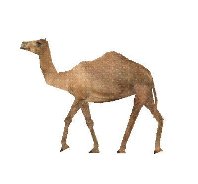 ani-camel, ani , camel - Free animated GIF - PicMix
