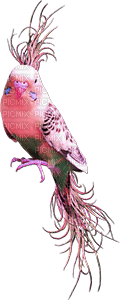 soave deco summer bird tropical parrot pink - 無料png
