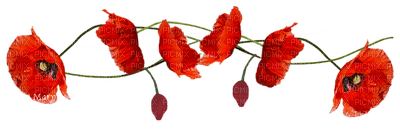 Coquelicots - zdarma png