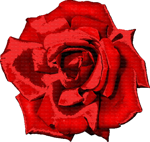 Red rose flower animated, sunshine3 - Free animated GIF