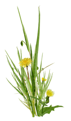 plants anastasia - фрее пнг