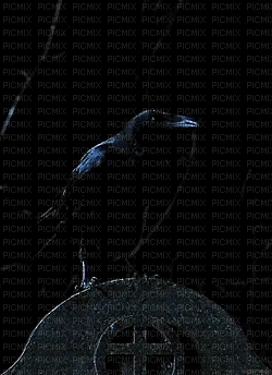 raven - 免费动画 GIF