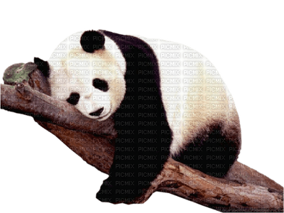 PANDA BEar - PNG gratuit