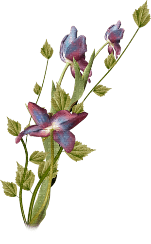 Frühling, Blumen - ücretsiz png