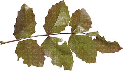 Kaz_Creations Deco  Colours  Leaves Leafs - 無料png