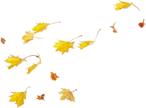 leaves - nemokama png