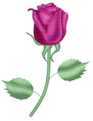 Rose violette - nemokama png