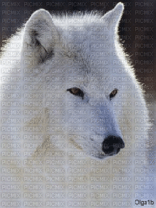 Lobo blanco - Free animated GIF