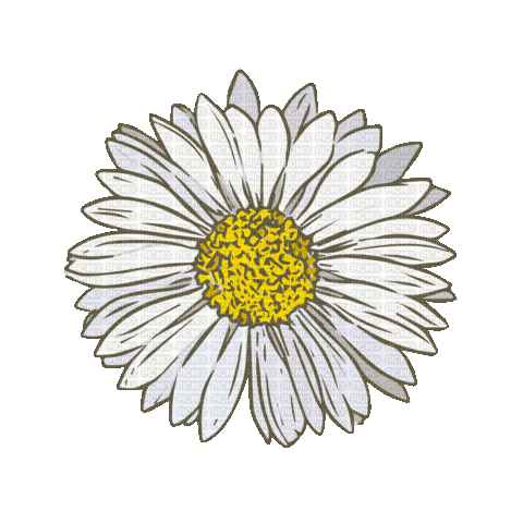 daisy gif - Free animated GIF