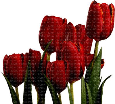 Tulipany 3 - gratis png