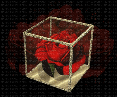 cube & rose - Gratis animeret GIF