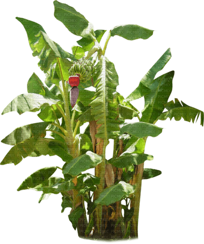 banana plant exotic sunshine3 - безплатен png