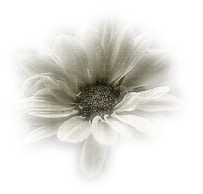 chantalmi fleur blanche - darmowe png
