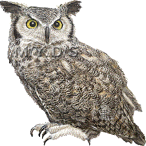 owl bp - Δωρεάν κινούμενο GIF