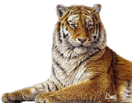 tigre - Animovaný GIF zadarmo