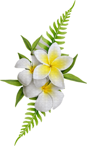 white flowers  Bb2 - 無料png