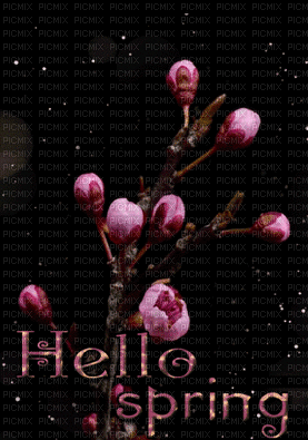 ani-blommor--flowers--Hello spring - Δωρεάν κινούμενο GIF
