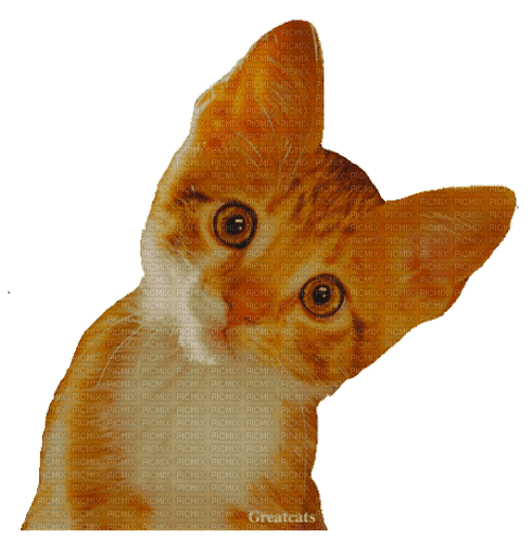 Nina cat - 免费动画 GIF