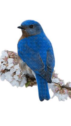 blue bird - PNG gratuit