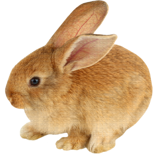 Bunny.Rabbit.Brown - PNG gratuit