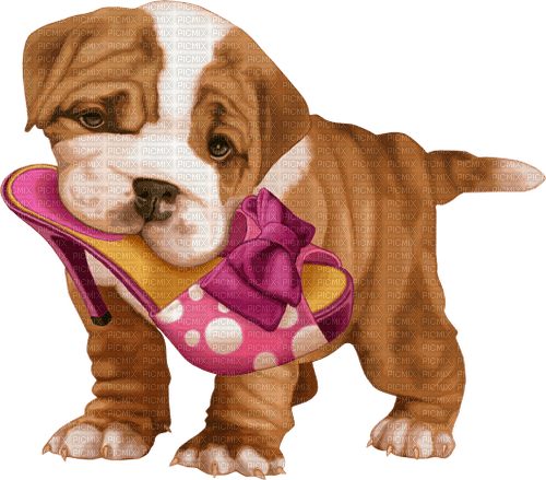 dolceluna chien dog - PNG gratuit