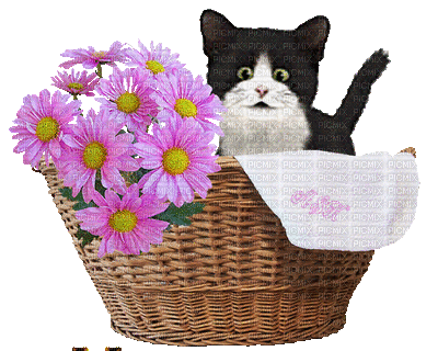 Chat.Cat.Gato.Victoriabea - GIF animado grátis