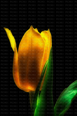 3d tulip flower - Zdarma animovaný GIF