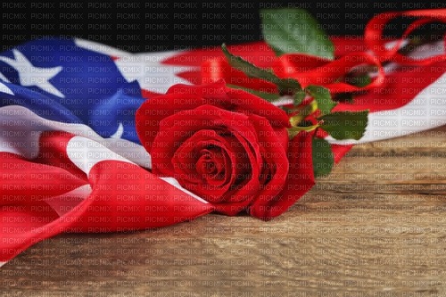 American rose - 免费PNG