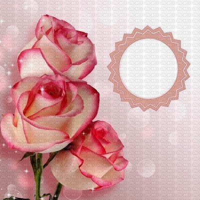 Fond roses roses blanches Debutante pink bg rose bg - PNG gratuit