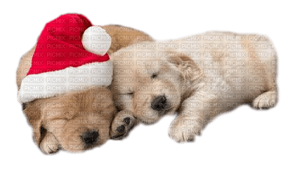 perro  navidad dubravka4 - png gratuito