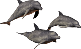 delfines - nemokama png