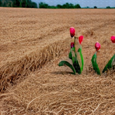 Dry Field with Tulips - png gratis