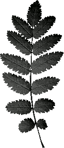 Leaf Leaves White Black Green Gif Jitter.Bug.Girl - Zdarma animovaný GIF
