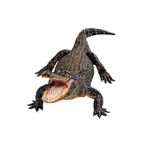 Крокодил - ücretsiz png