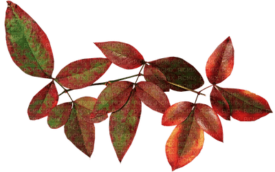 syksy, autumn, lehdet, leaves, sisustus, decor - png gratuito