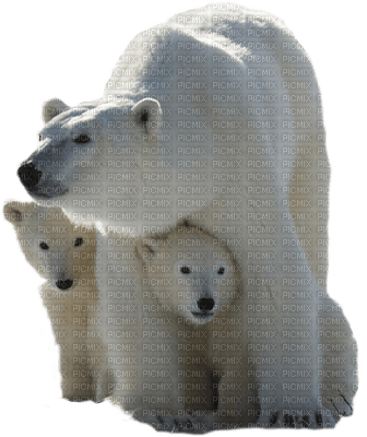 ours polaire polar bear family - Free PNG
