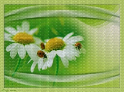 bg-background-flowers--blommor--green--grön - gratis png