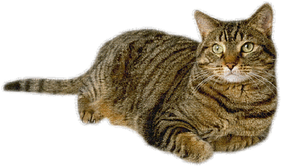 Kaz_Creations Cat Kitten - GIF animate gratis