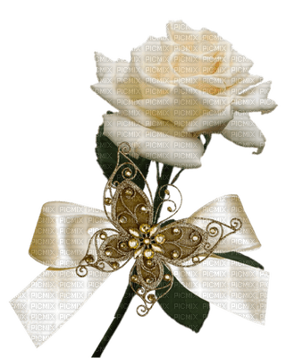 rose nataliplus - kostenlos png