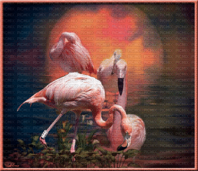 oiseau - 免费动画 GIF