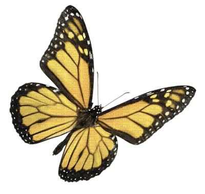 Kaz_Creations Deco Butterfly  Colours - besplatni png