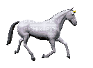white horse - Animovaný GIF zadarmo